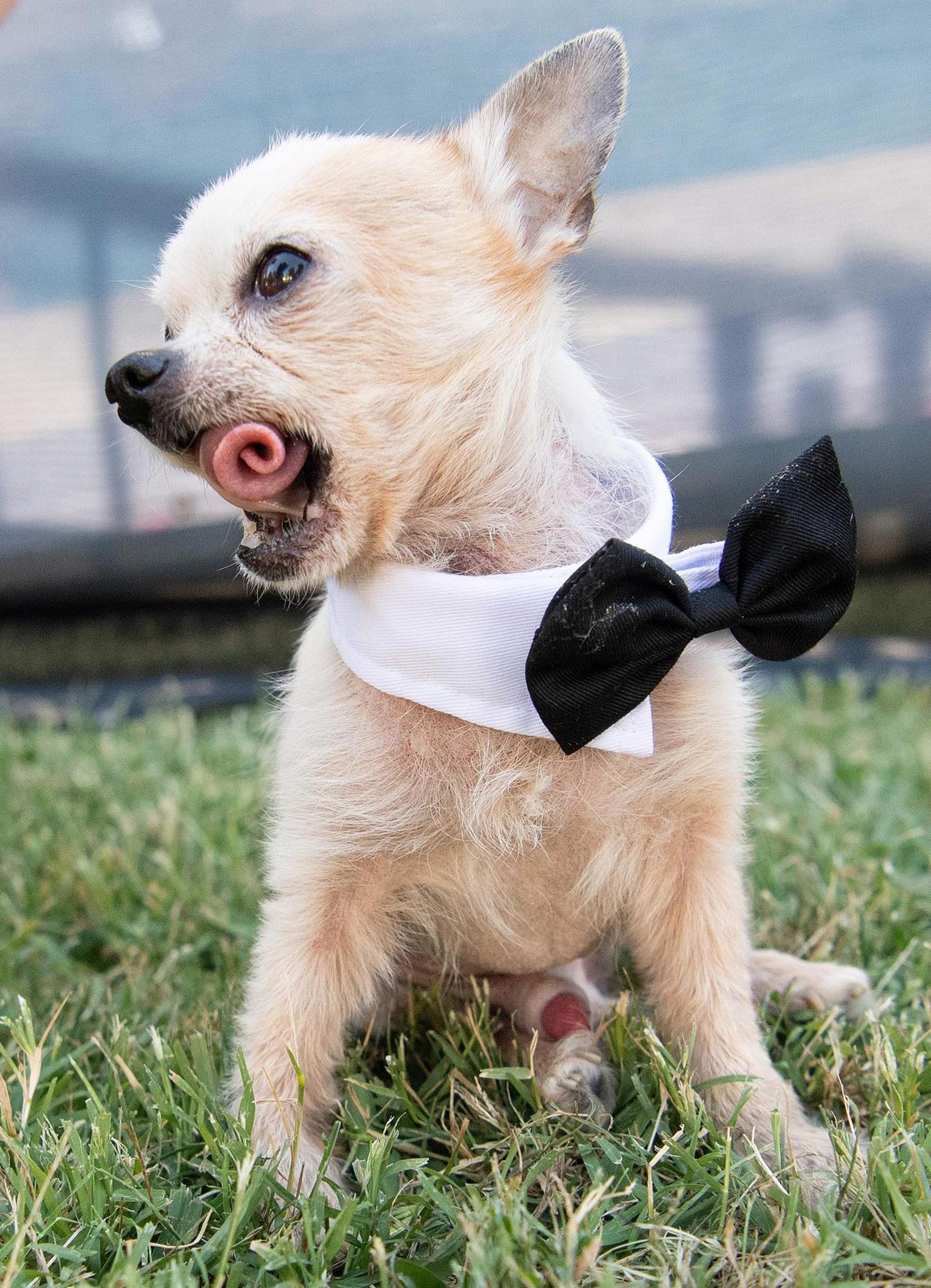 Worlds Ugliest Dog 2