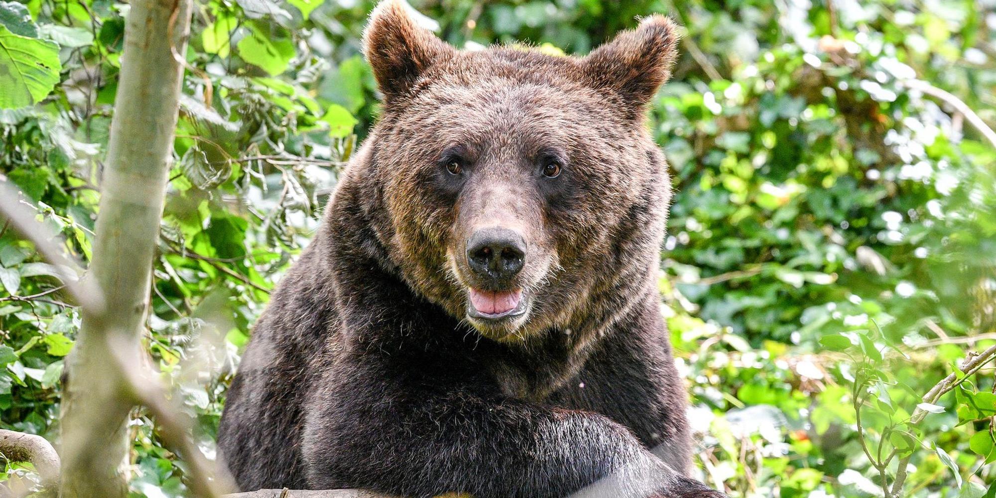 Braunbaer