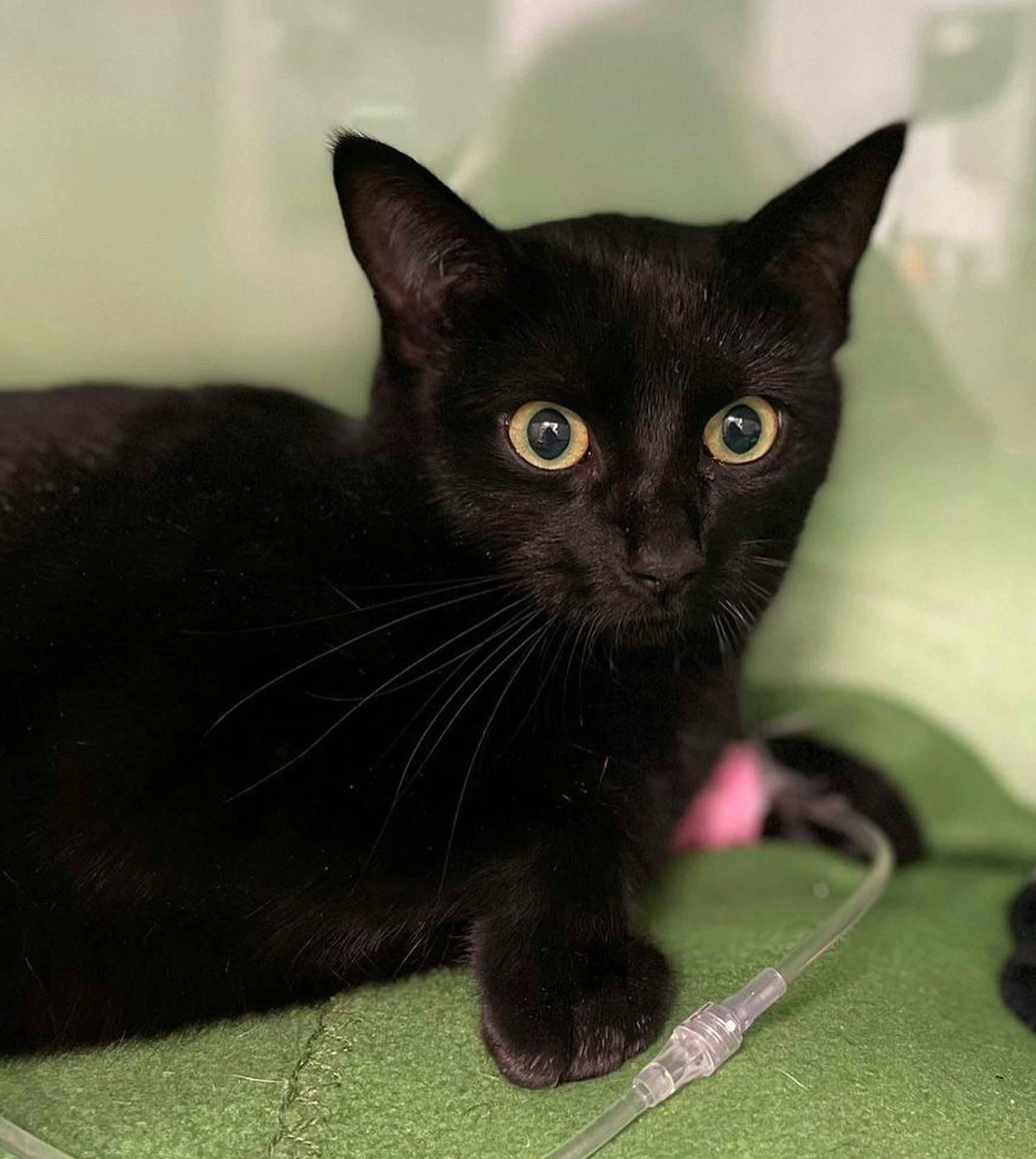 20220209-ber-katze-elly-tierheim-bergheim (3)