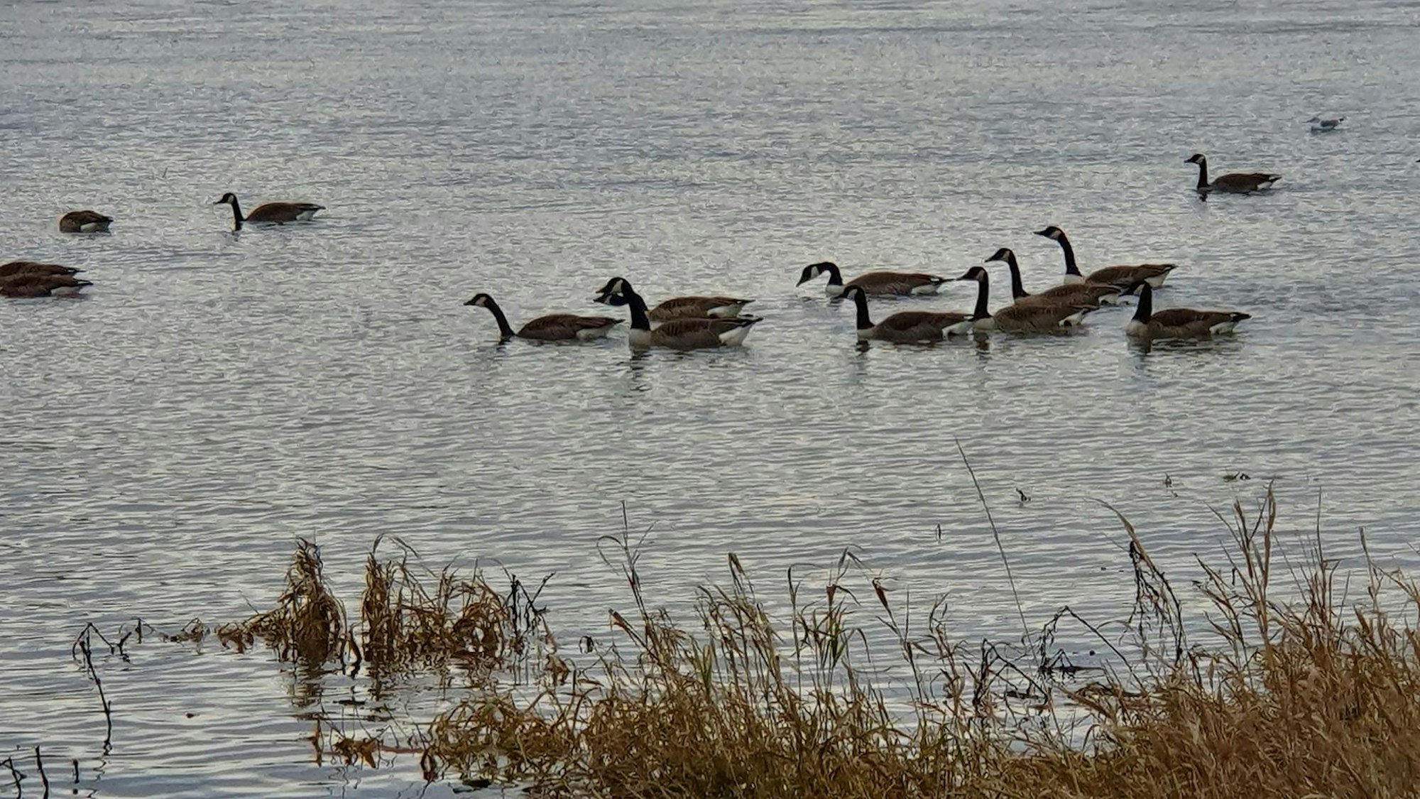 sues Schwan 3 Kanadagänse