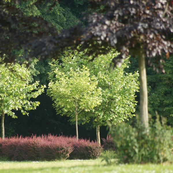 Schlosspark Lechenich