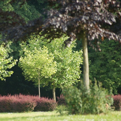 Schlosspark Lechenich