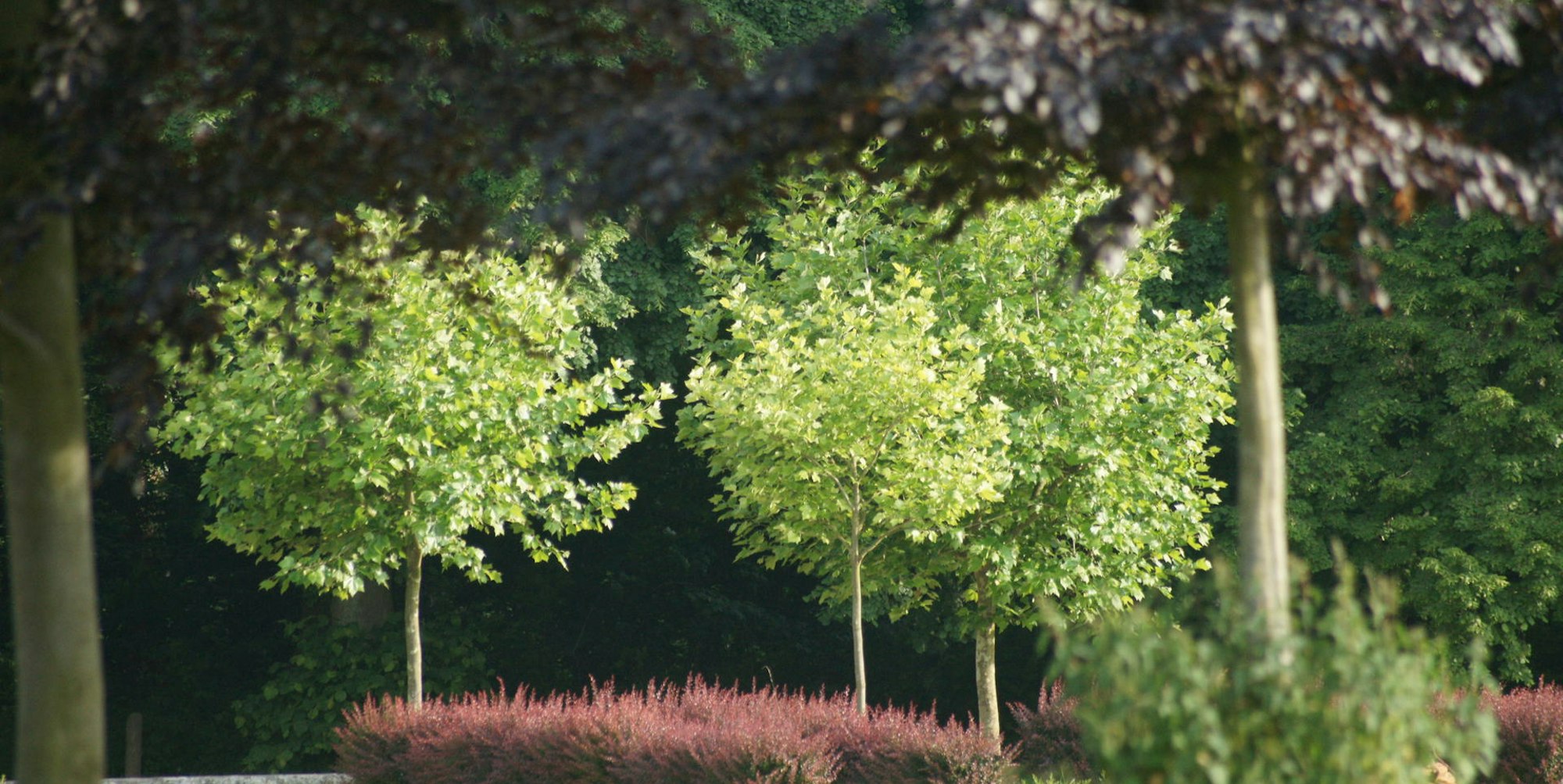 Schlosspark Lechenich