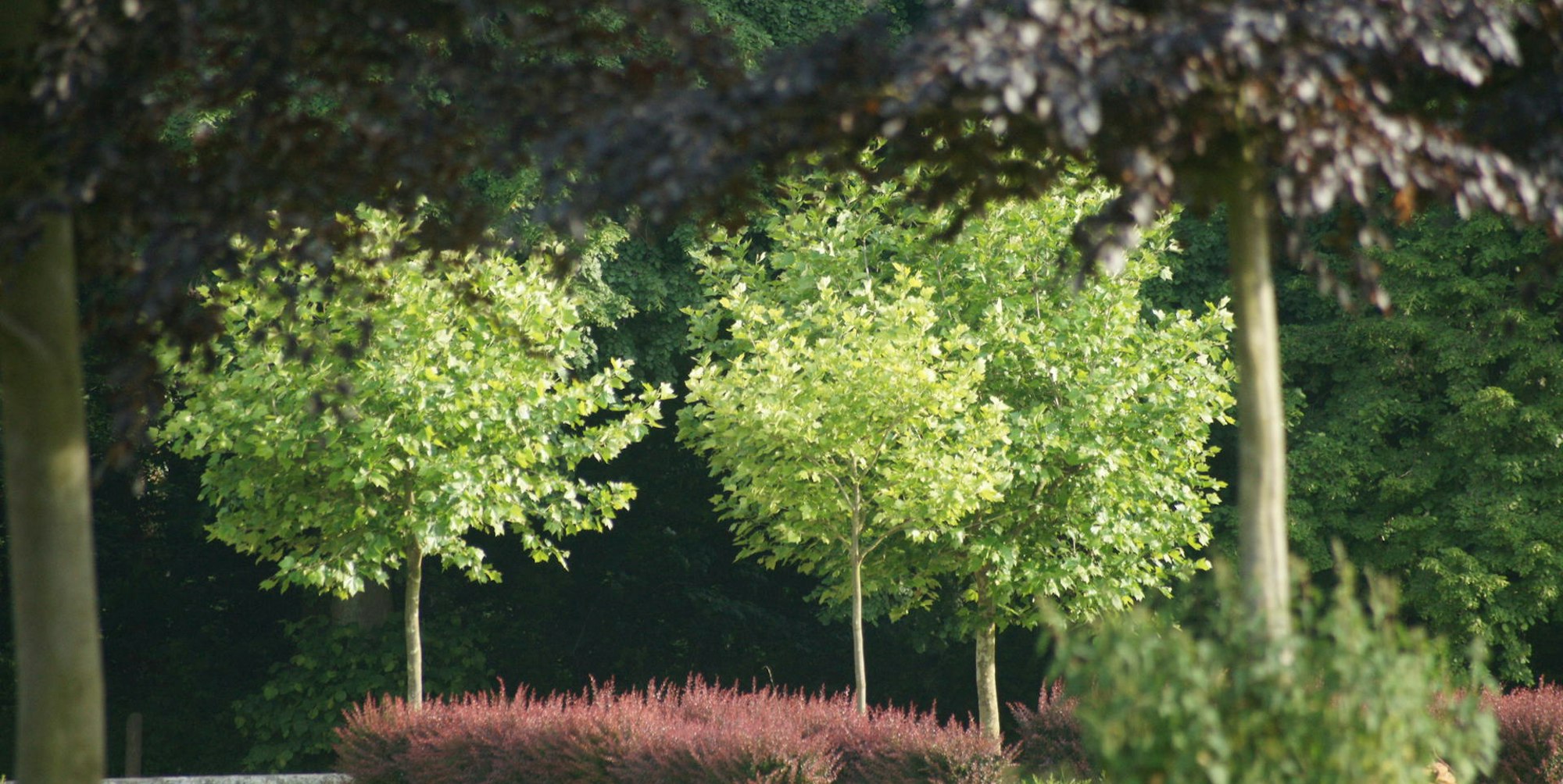 Schlosspark Lechenich