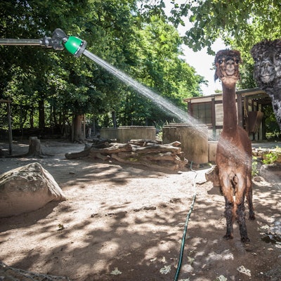 alpaka-wildpark-leverkusen-ALF_4740