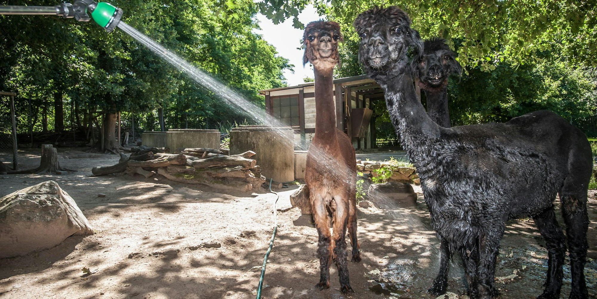 alpaka-wildpark-leverkusen-ALF_4740