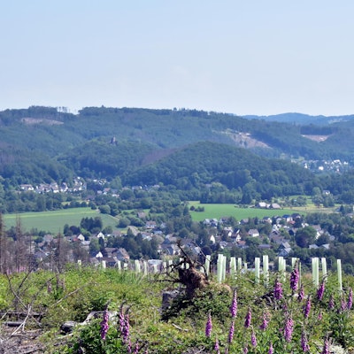 Waldbrandgefahr_Nutscheid