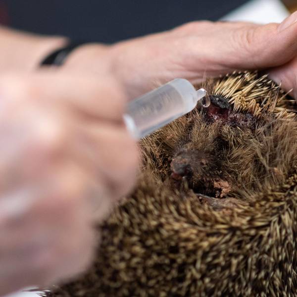 Igel Mähroboter