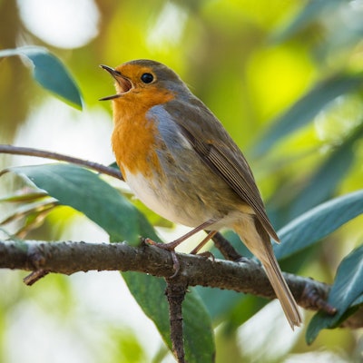 Rotkehlchen-0061Lindinger