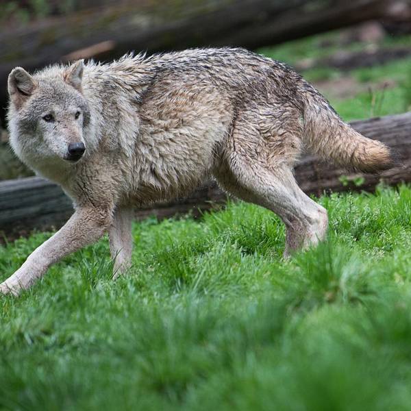 Wolf Eifel