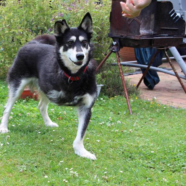 Dreibeiniger Hund