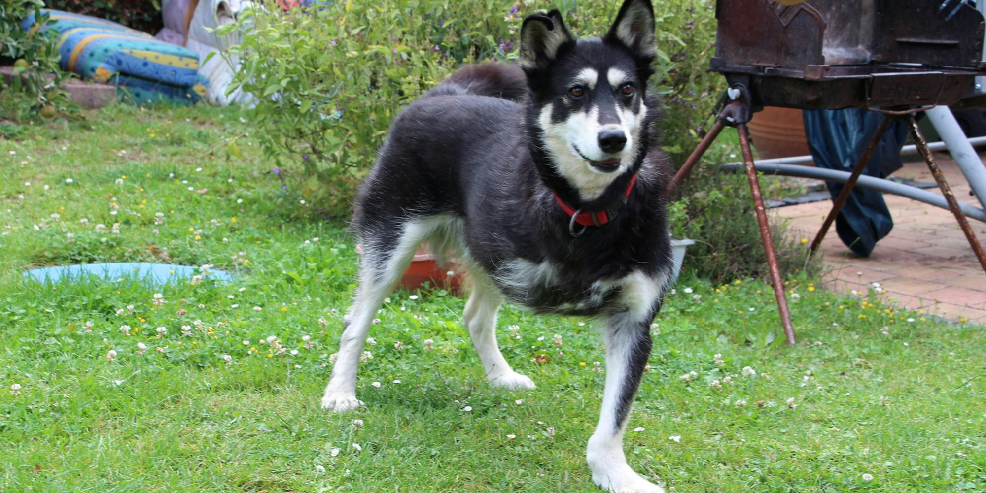 Dreibeiniger Hund