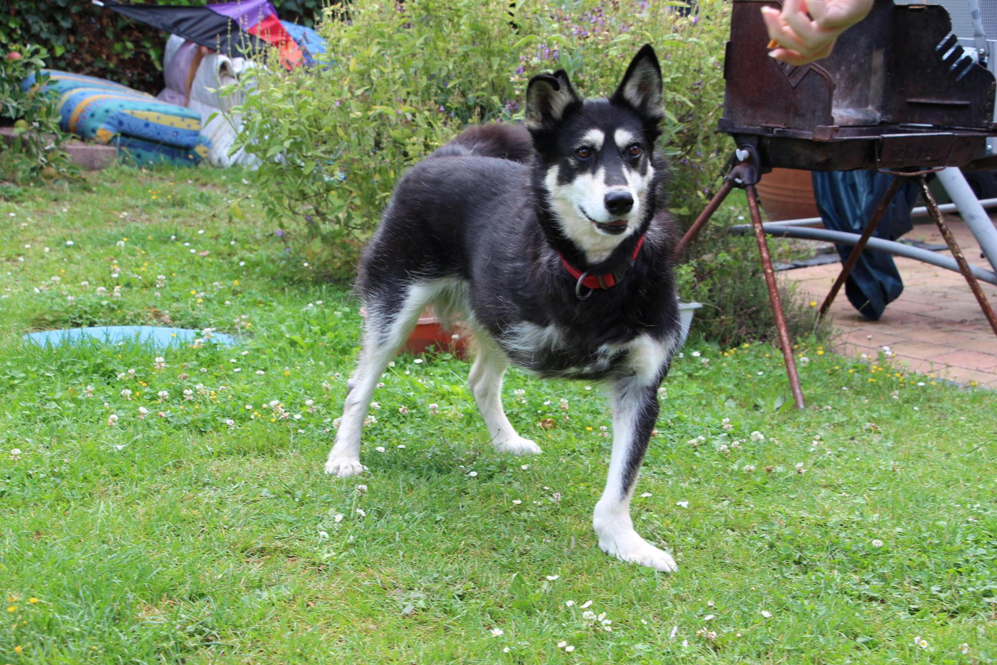 Dreibeiniger Hund