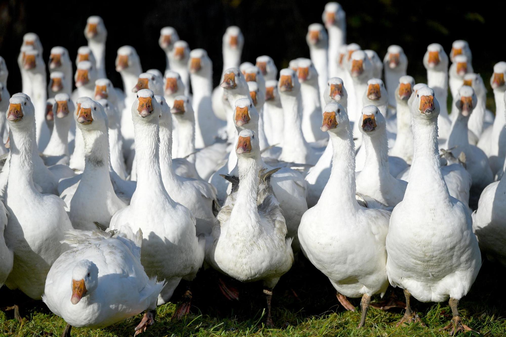 Viele Gänse auf einer Wiese.