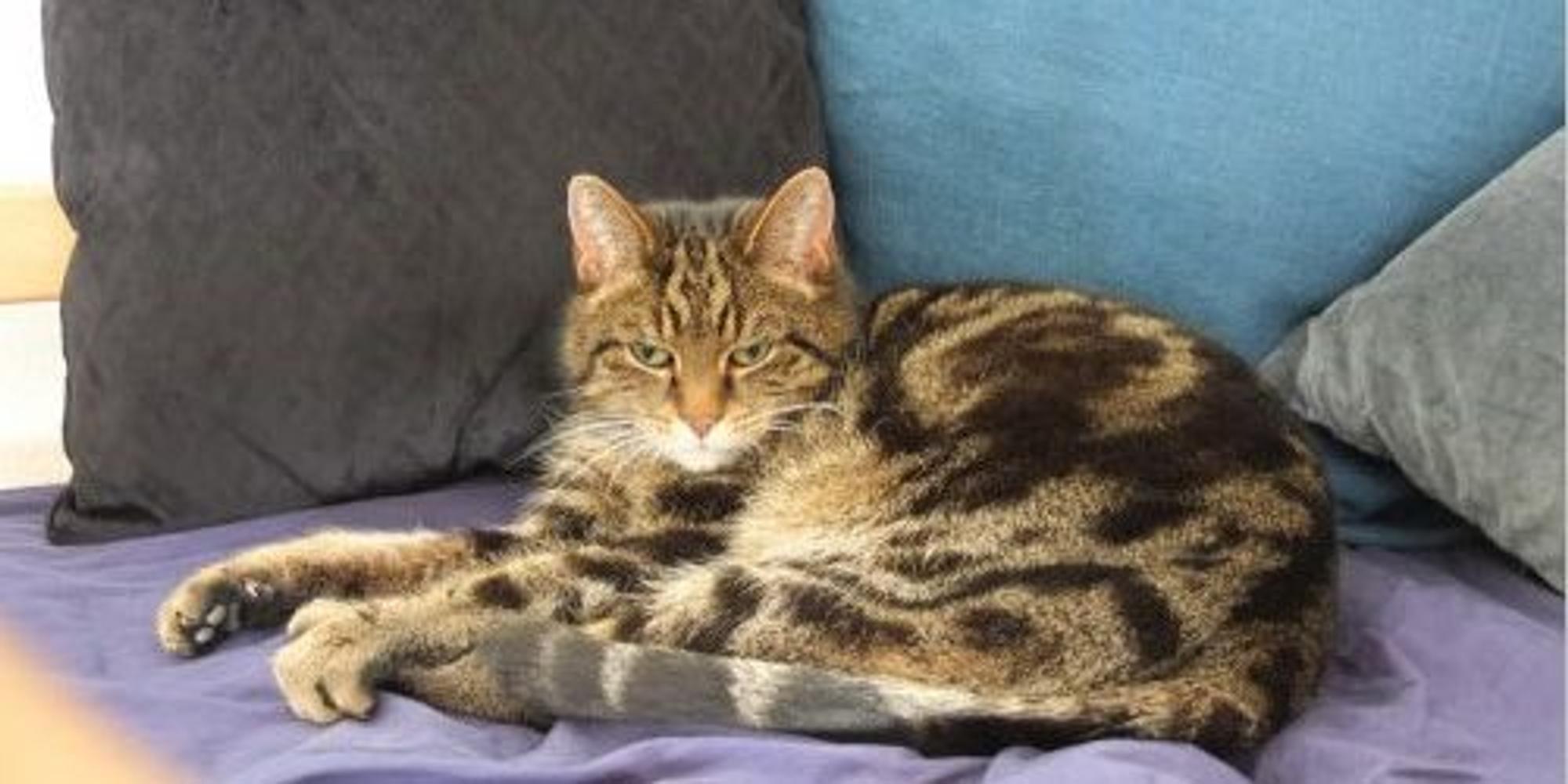 SnipKater