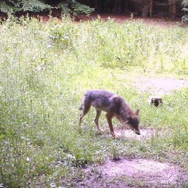 wolf