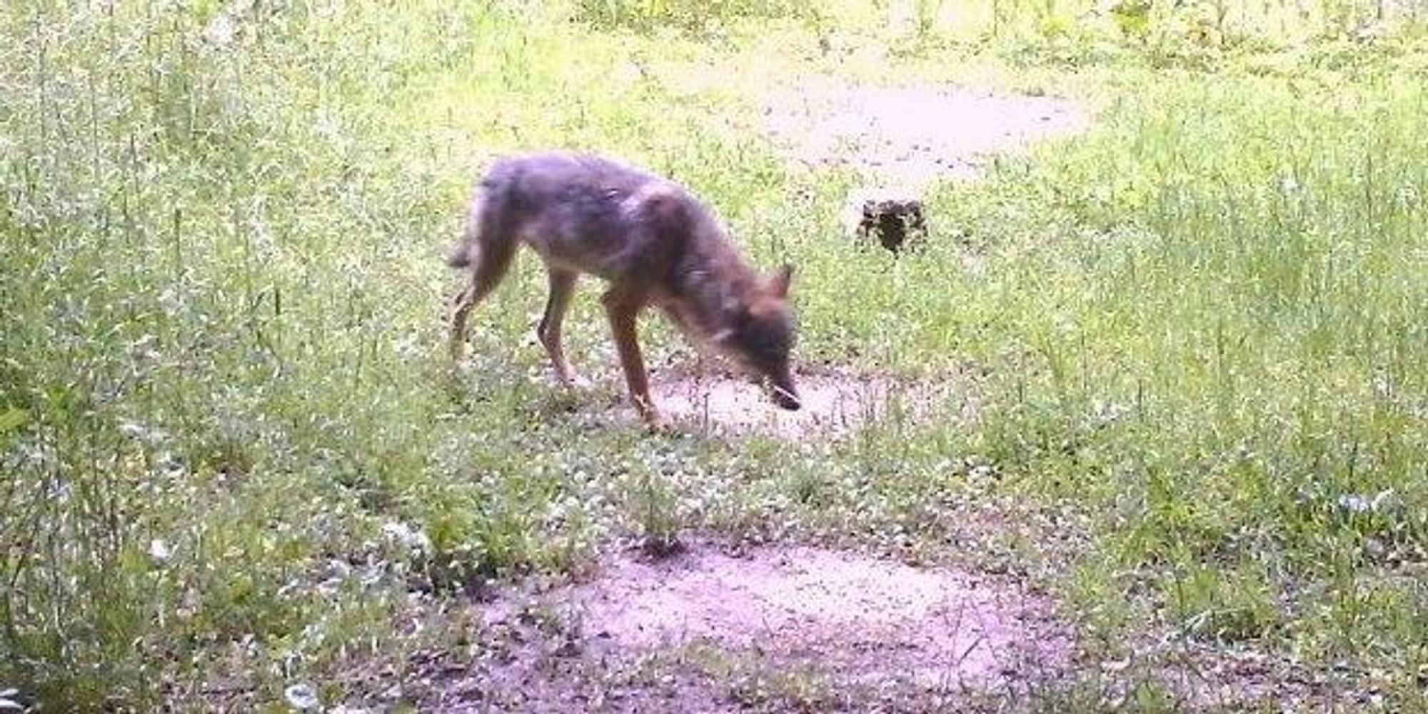 wolf