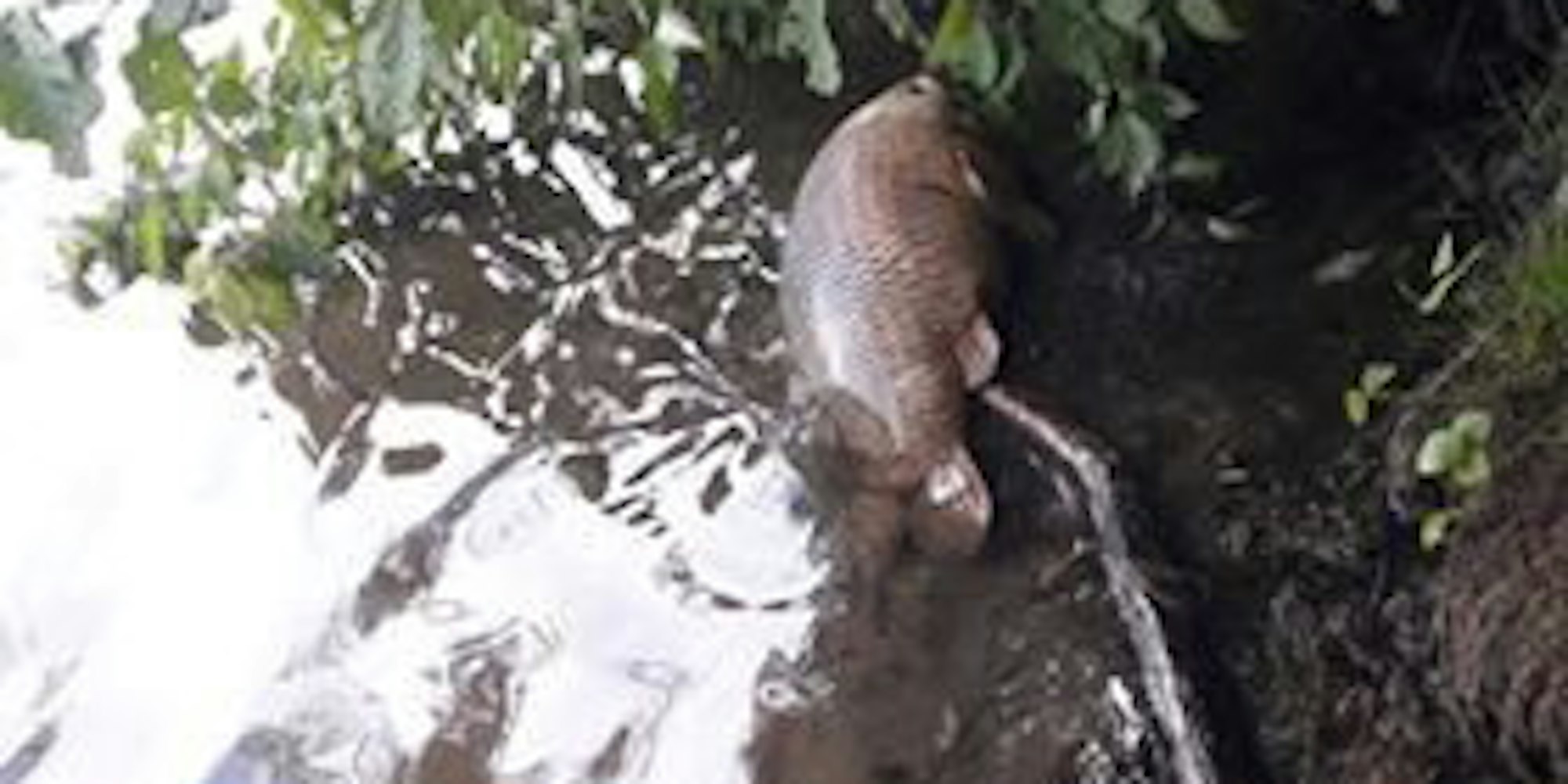 hu-tote-fische_(2)