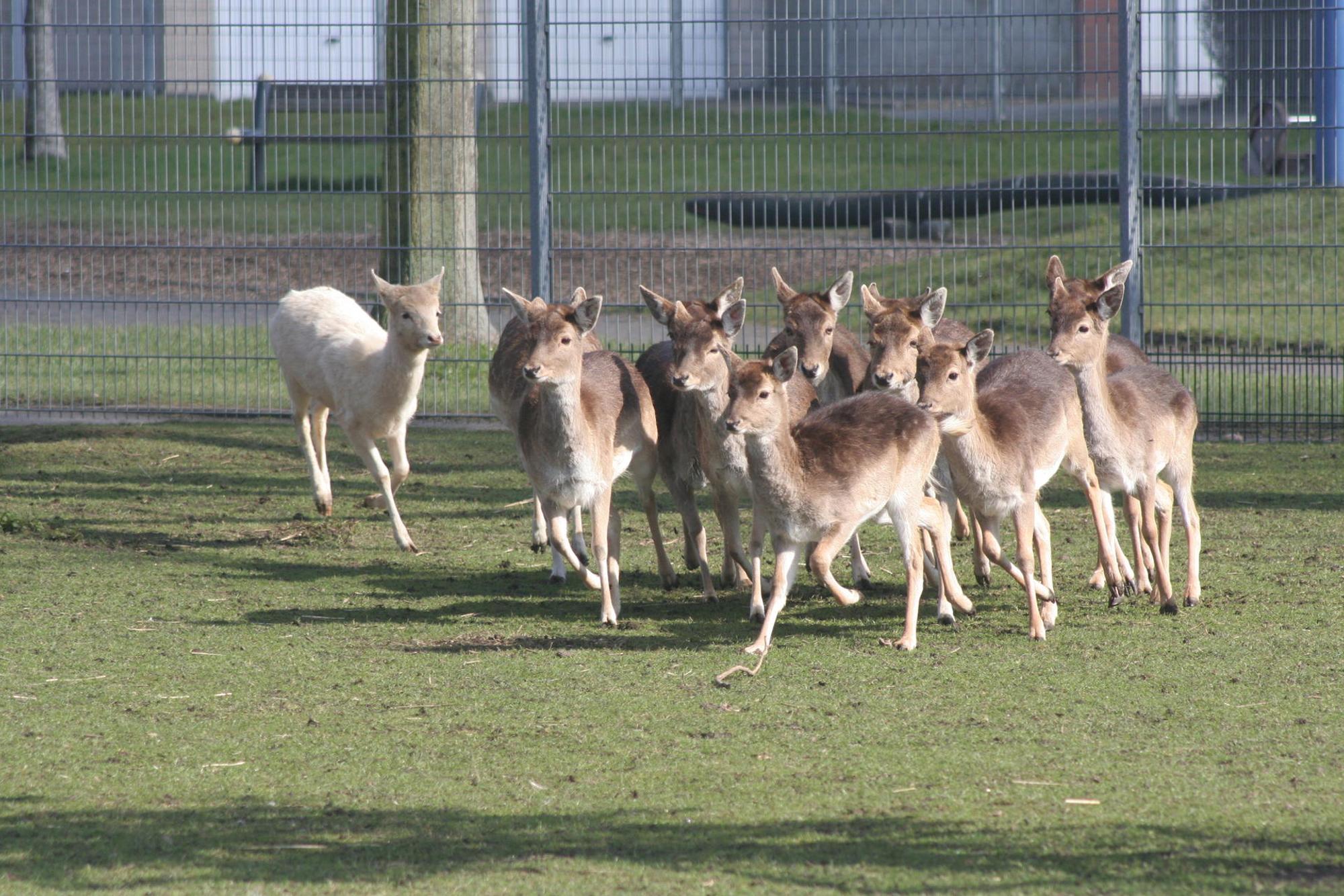 Tierpark Quadrat-Ichendorf