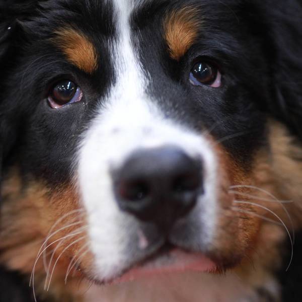 Berner Sennenhund