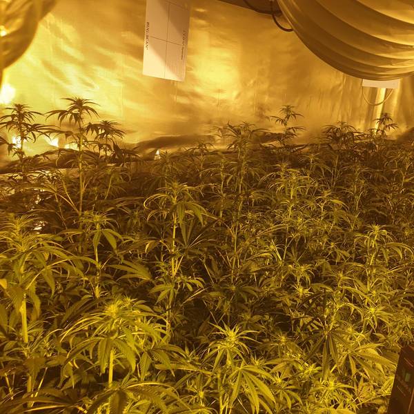 Cannabis-Plantage_Foto_Polizei_REK