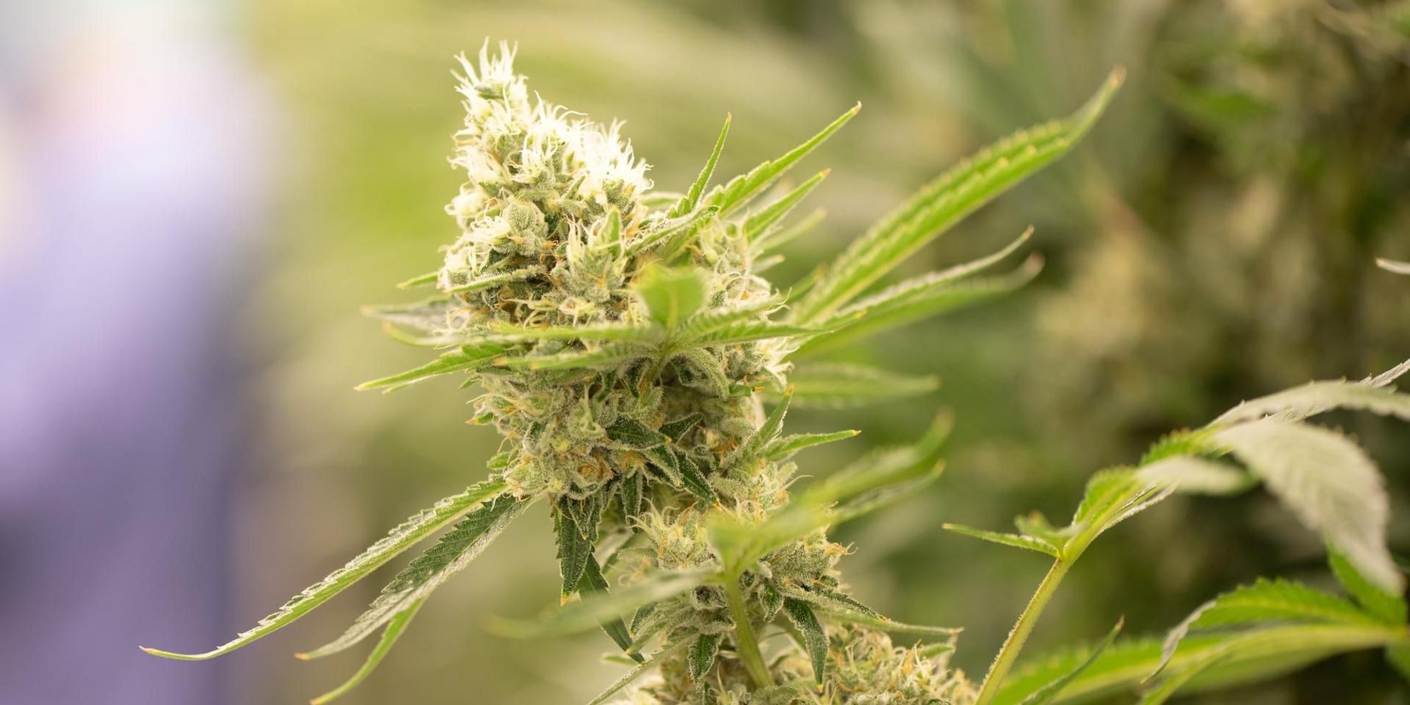 Cannabis 300622