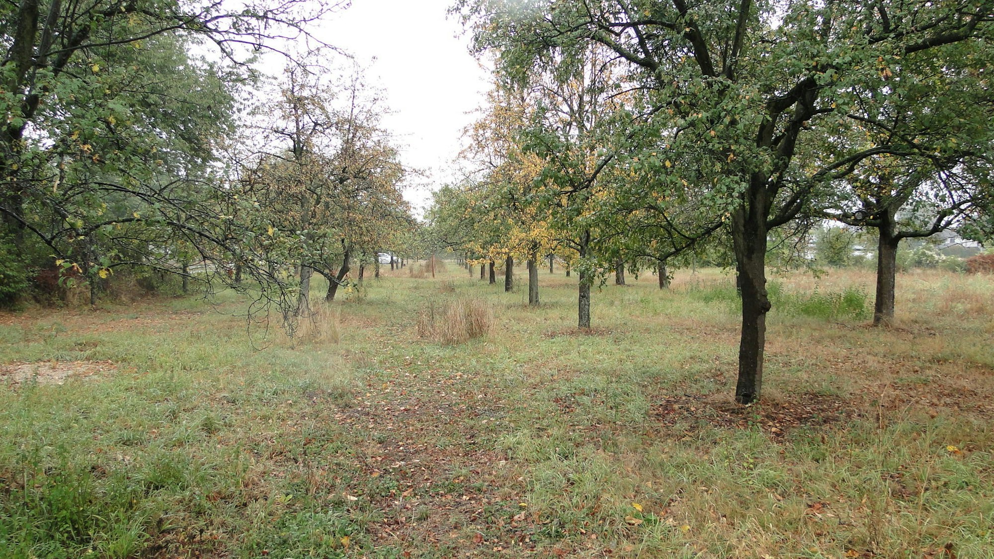 Mahdgutübertragung Streuobstwiese Langel (3)