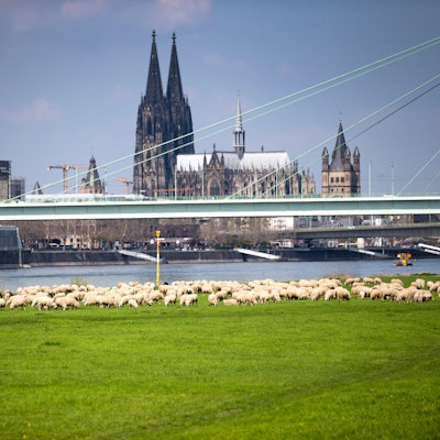 Schafherde in Köln