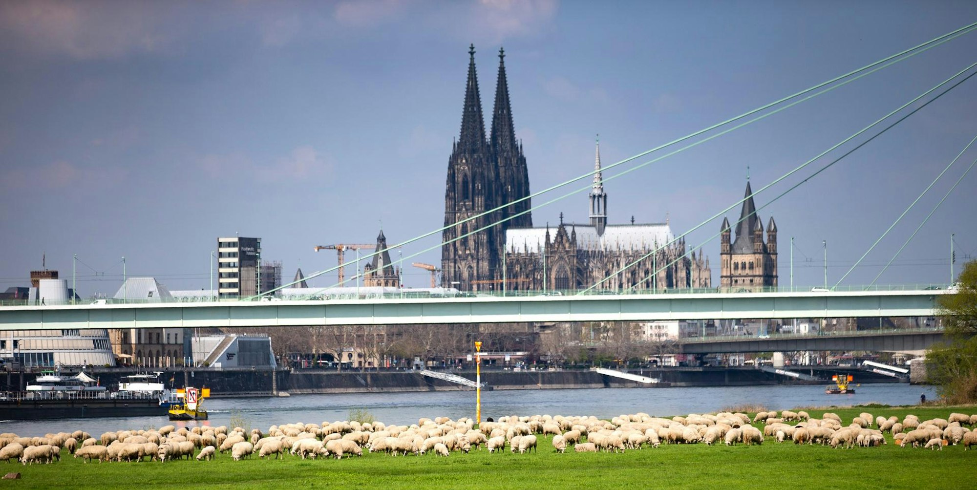 Schafherde in Köln
