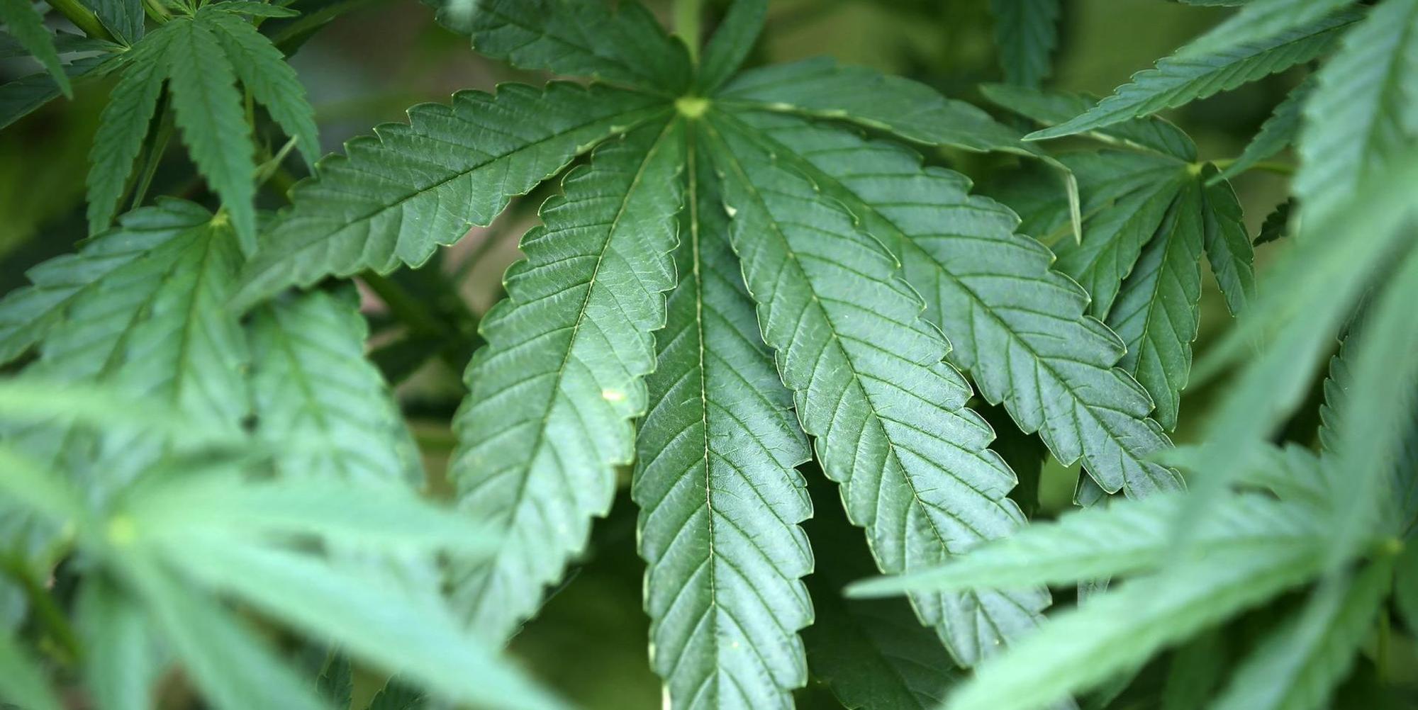 Cannabis Pflanze