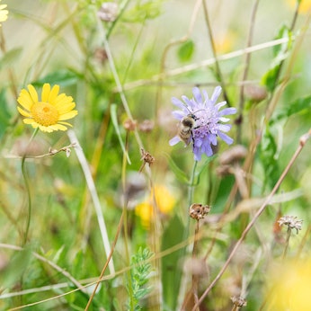 Hummel auf Blumenwiese dpa
