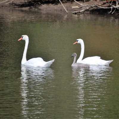 Suerth_Schwanenbaby_3