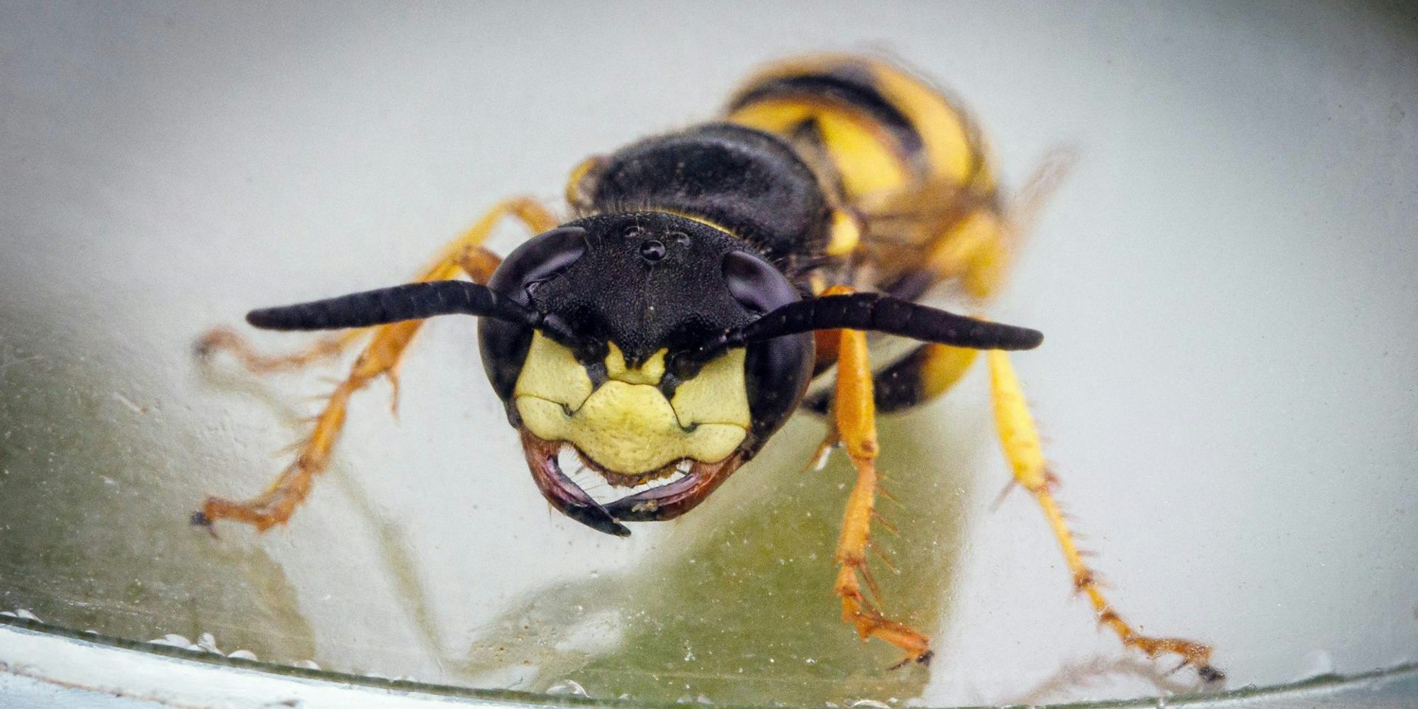 Wespe dpa