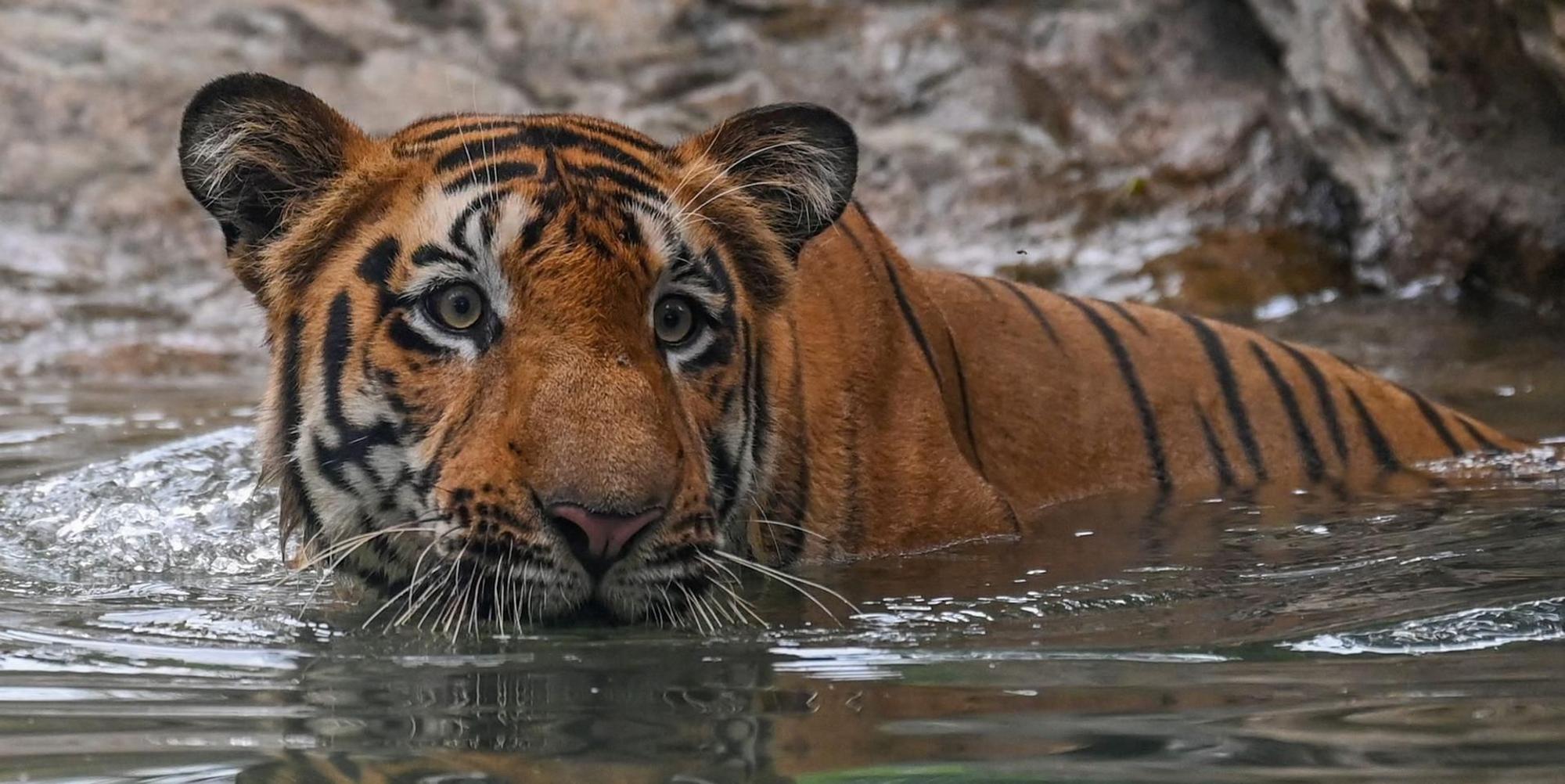 Tiger AFP 040122