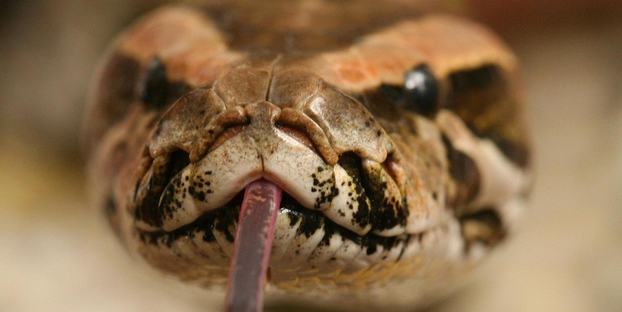 Tigerpython symbolbild