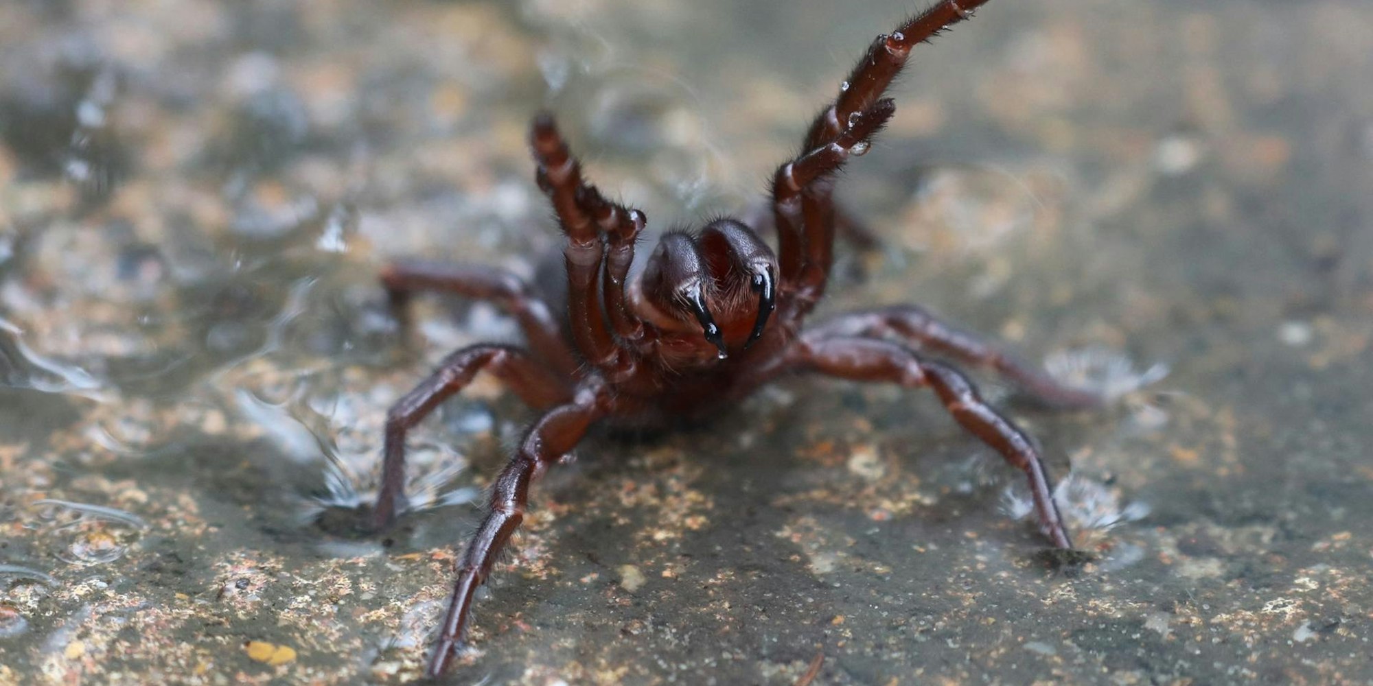 Trichternetzspinne