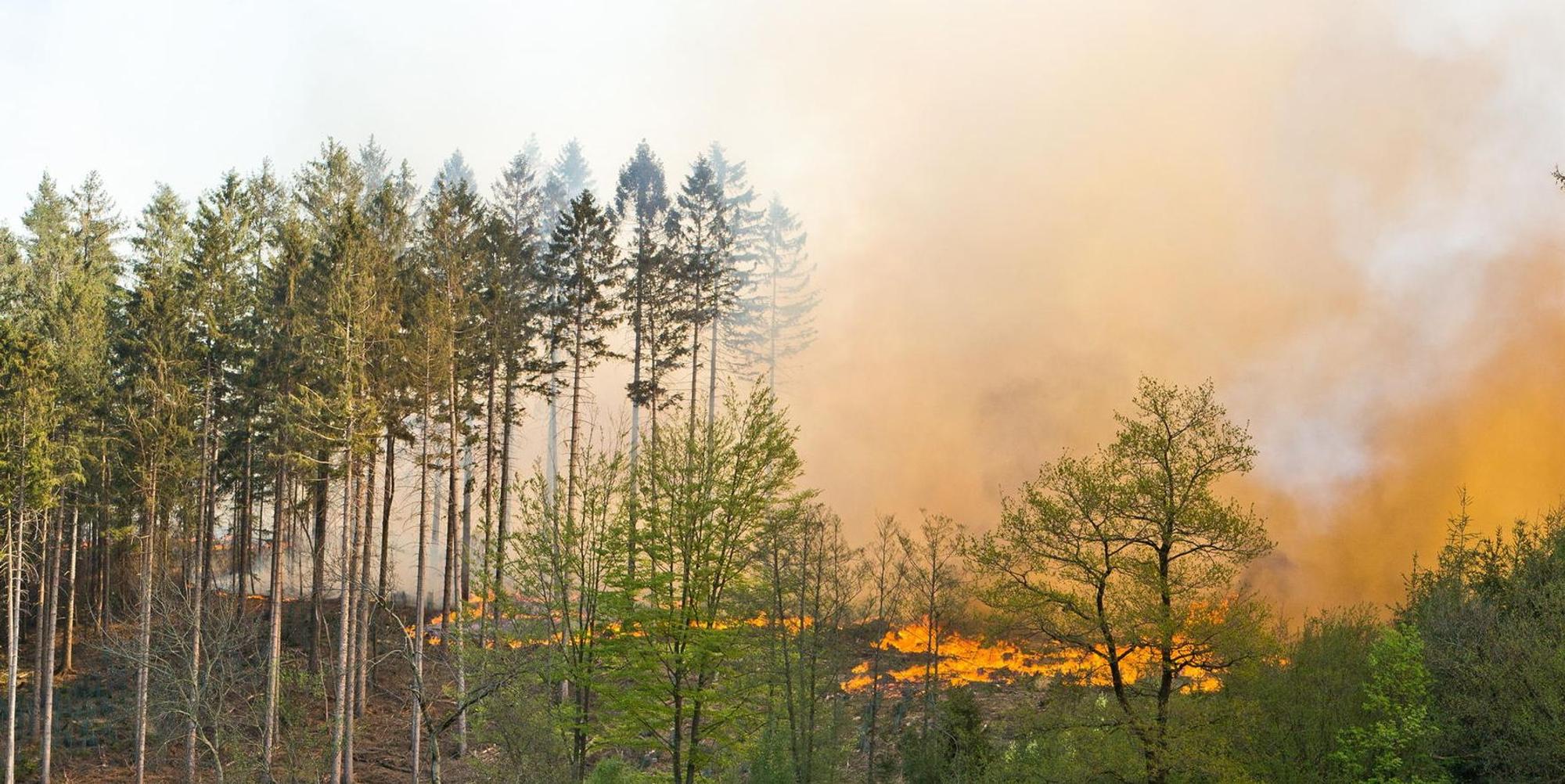 Waldbrand008
