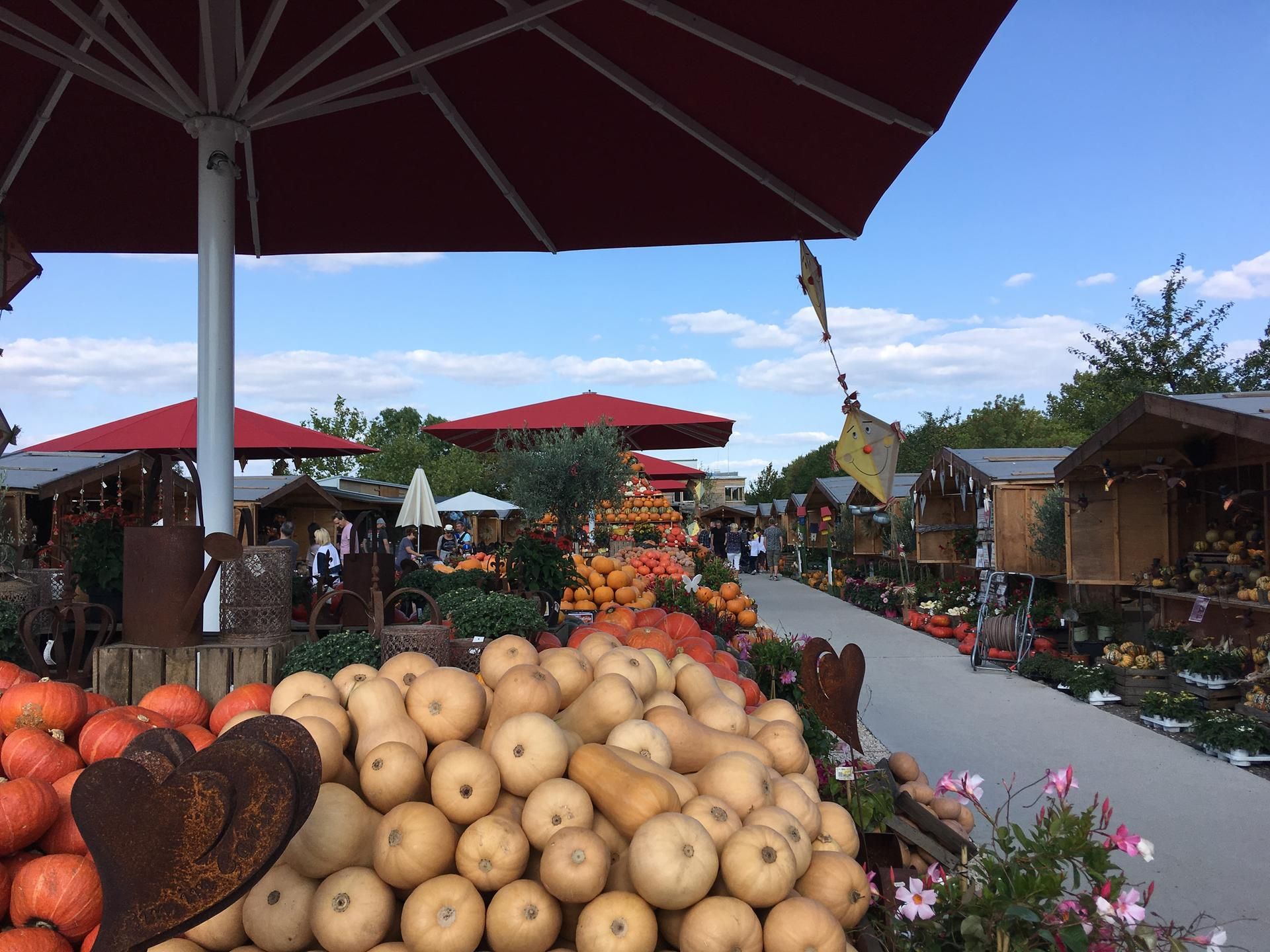 Kürbisse auf Ständen beim Kürbismarkt auf dem Gertudenhof.