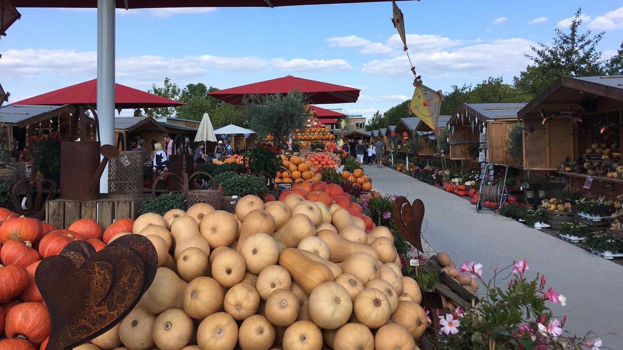 Kürbisse auf Ständen beim Kürbismarkt auf dem Gertudenhof.