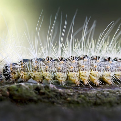 Eichenprozessionsspinner dpa