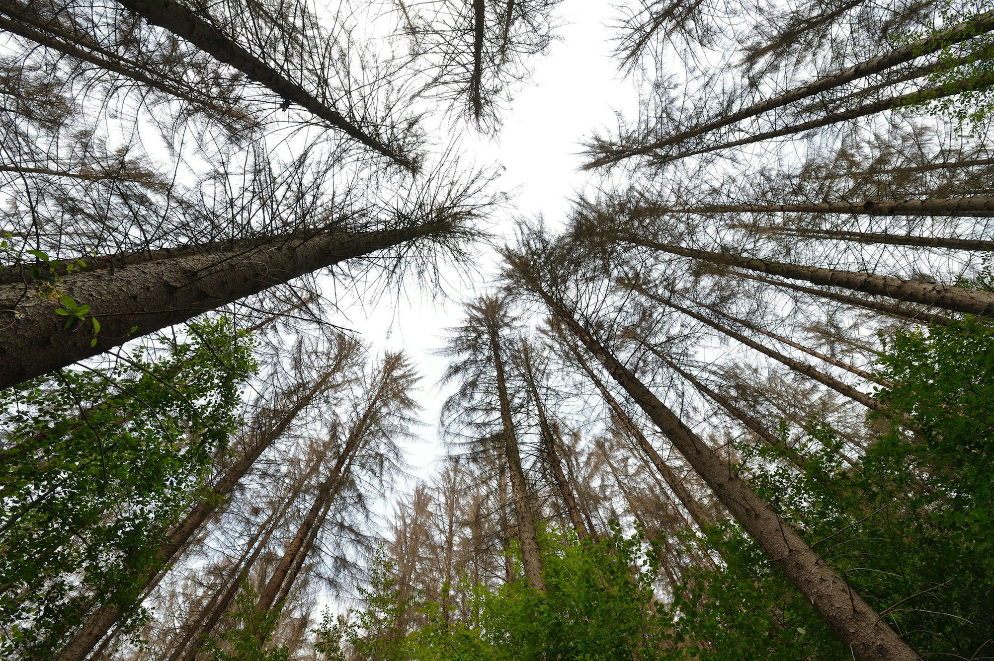 Nadelbäume Borkenkäfer