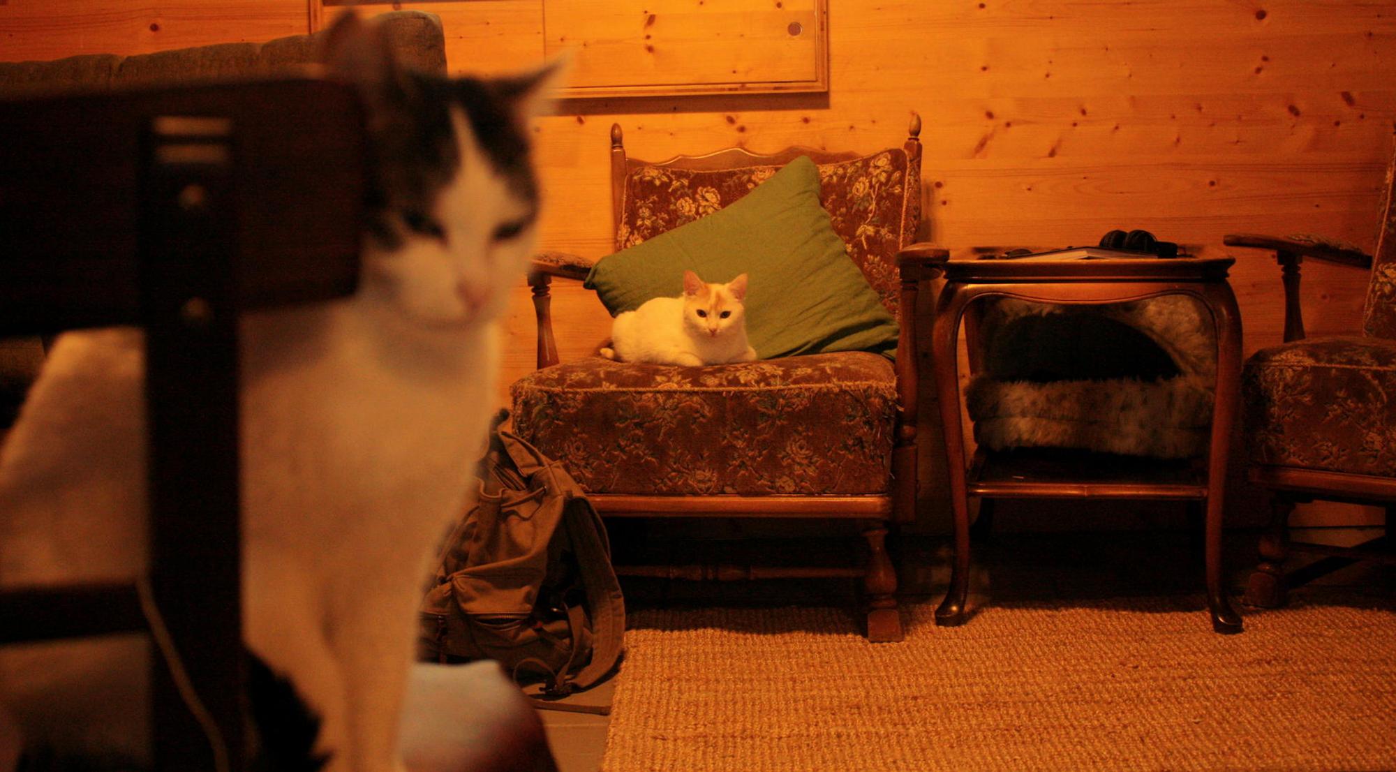 Katzenkaffee Schnurrke Neustadt Nord 2