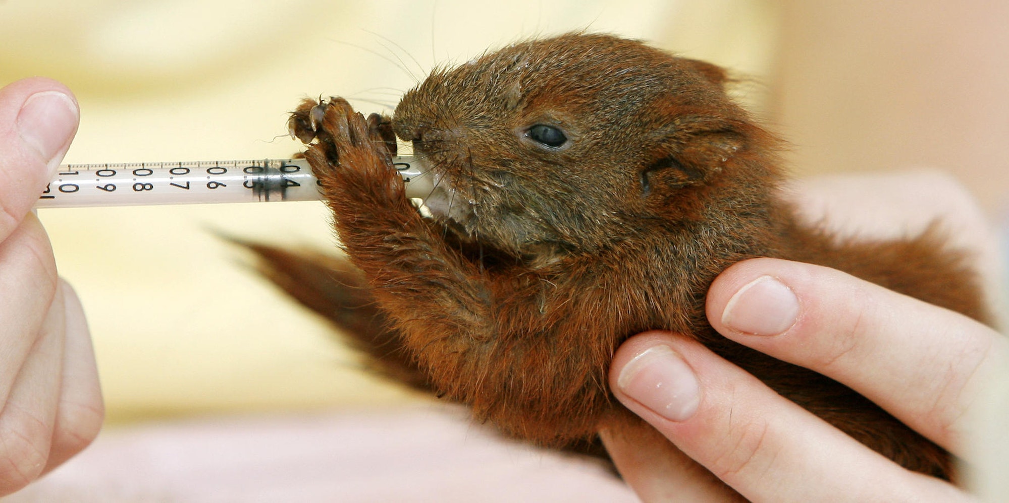 eichhoernchen-junges