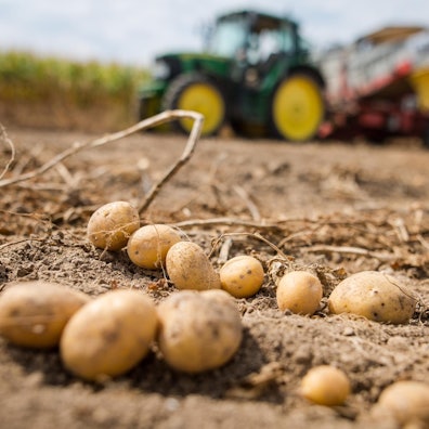 Kartoffelernte