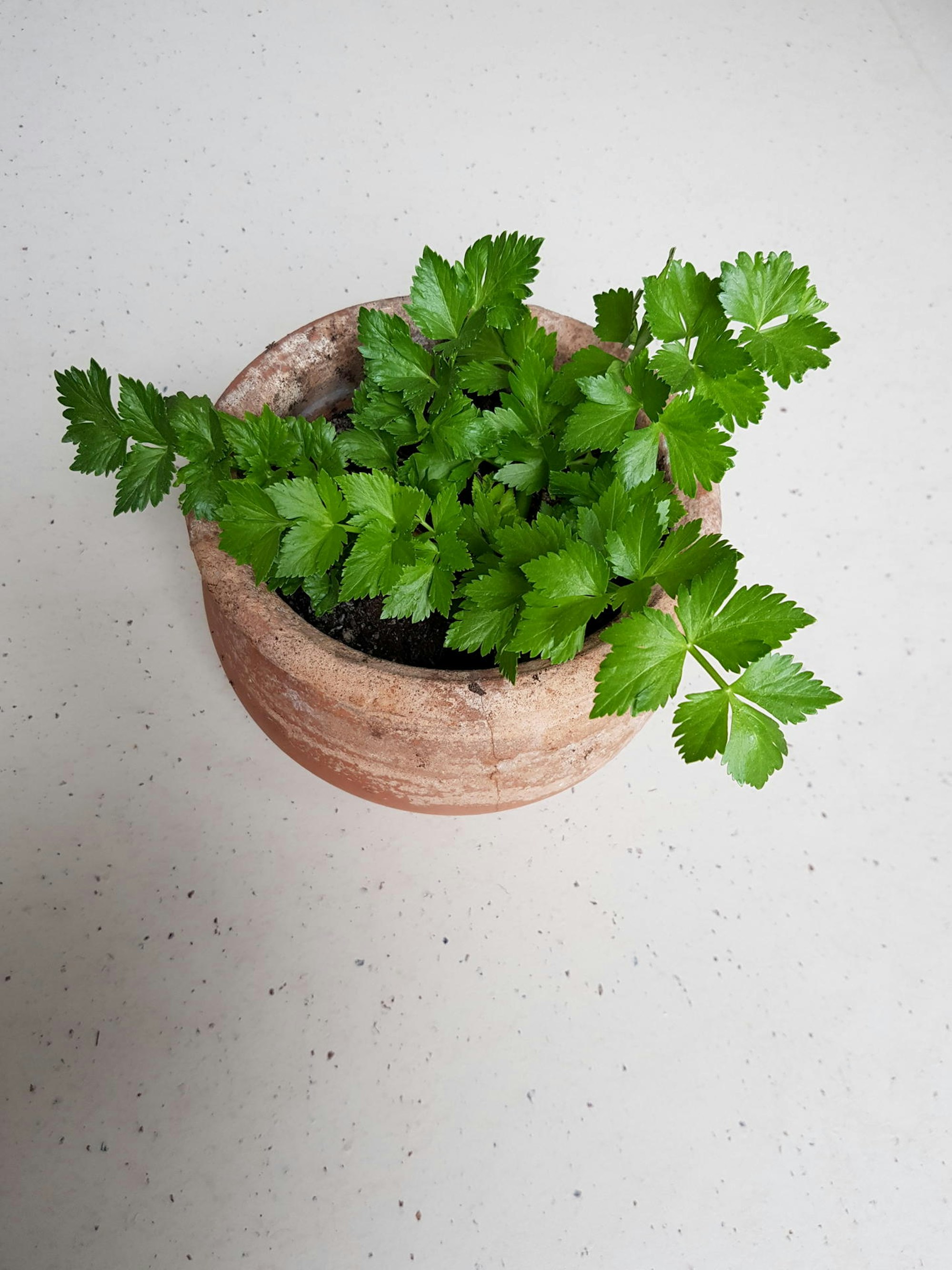 Staudensellerie5-Ina