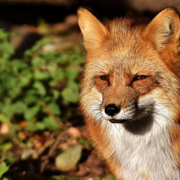 fuchs-2905872