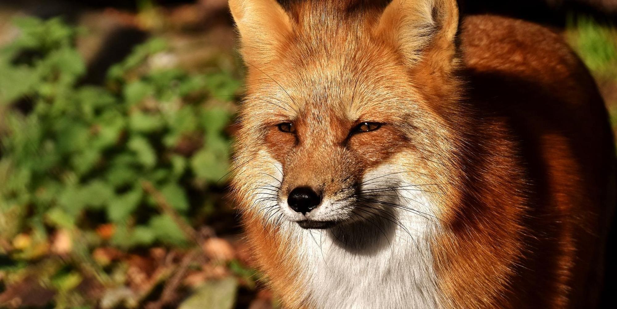 fuchs-2905872