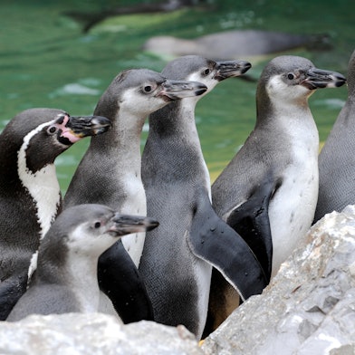 Pinguine Symbol 190320