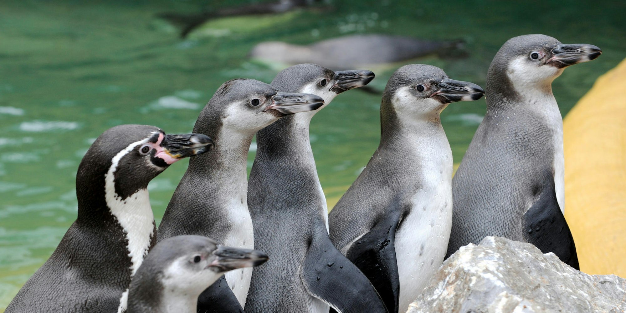 Pinguine Symbol 190320