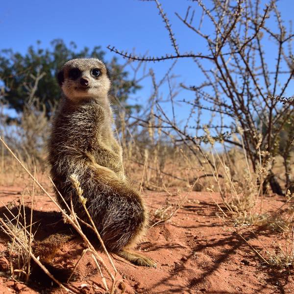 Kalahari_Erdmännchen